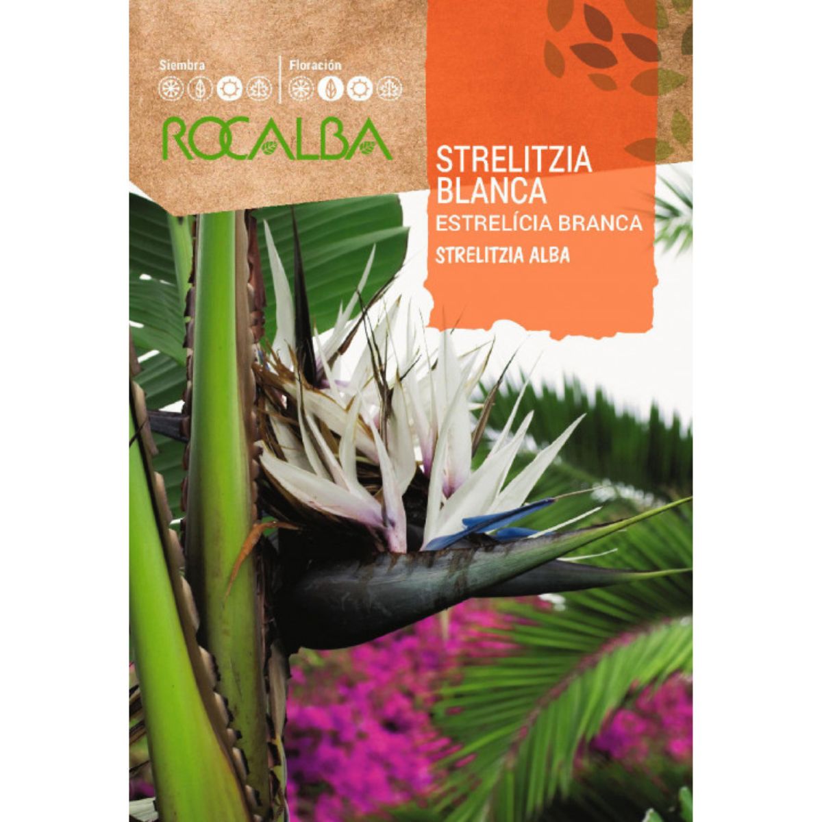 Semillas de Strelitzia blanca