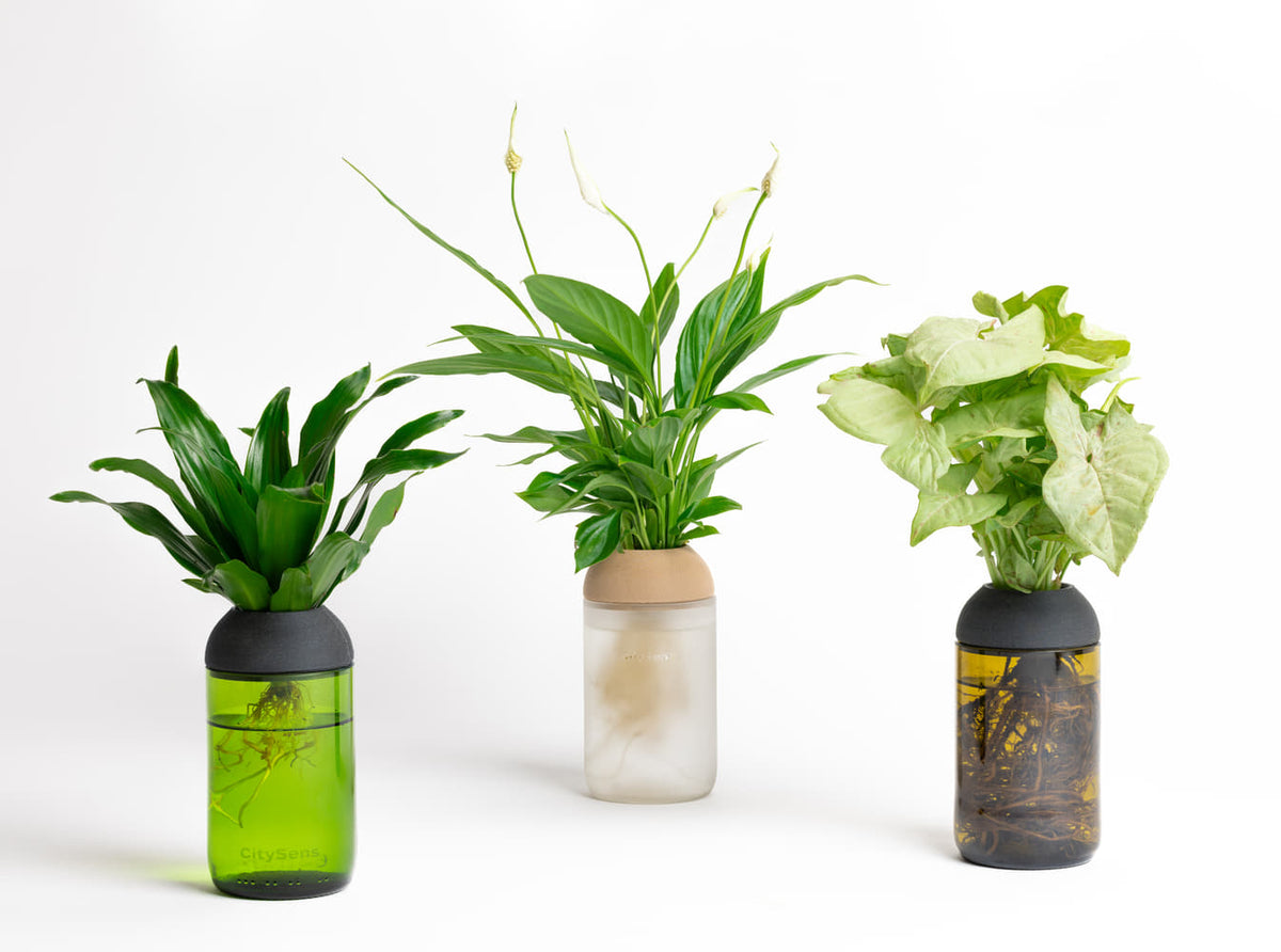 Macetero Transparente Citysens Con Soporte De Pino – Verde, Vidrio Reutilizado Y Biofilamento De Madera 3d_1