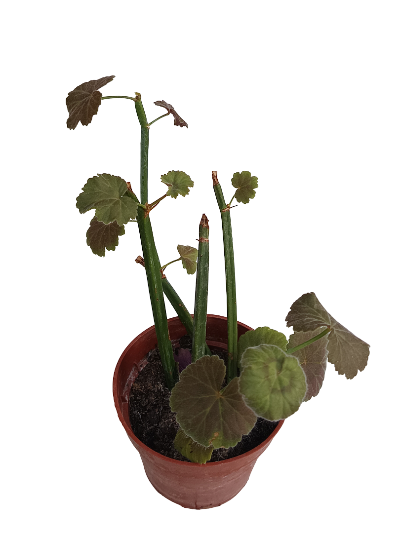 Pelargonium Tetragonum Geranio Suculenta Ø8_0