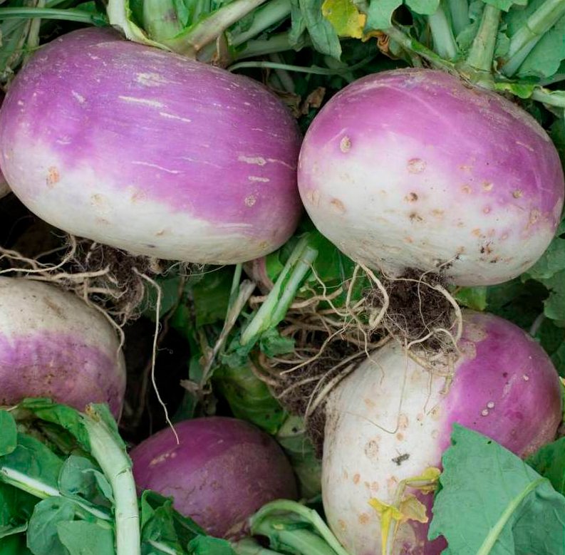 Semillas Nabo Di Milano A Colleto Viola Ecológicas_0