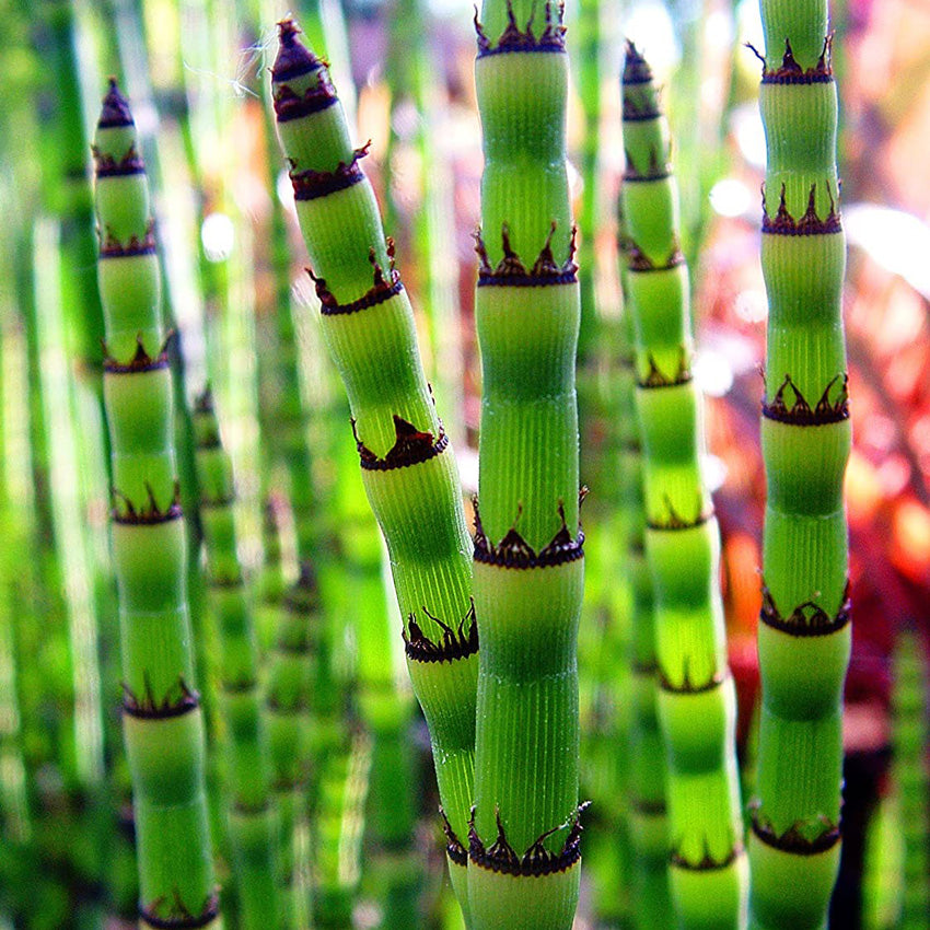 Cola De Caballo De Agua - Equisetum Fluviatile - Set De 4 Con Cesta_2