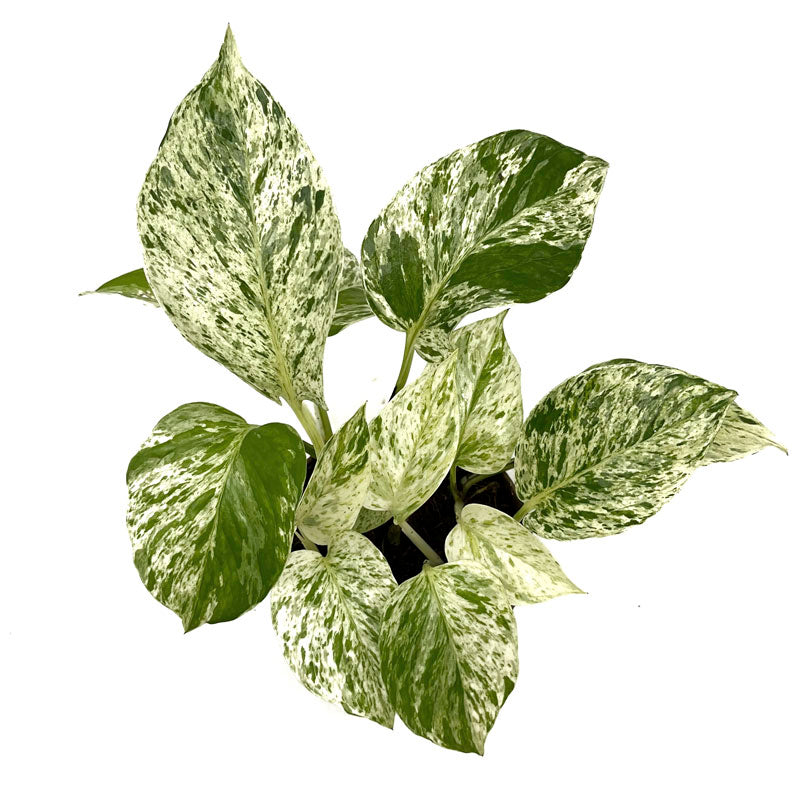 Epipremnum Aureum ‘marble Queen’ Poto Blanco M11 cm Ø_1