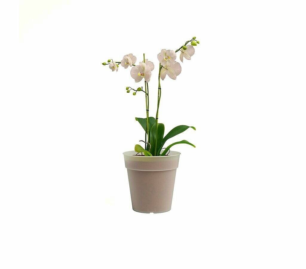 Artevasi Macetero Madagascar Orquídea 19 Cm De Plástico Reciclado_1
