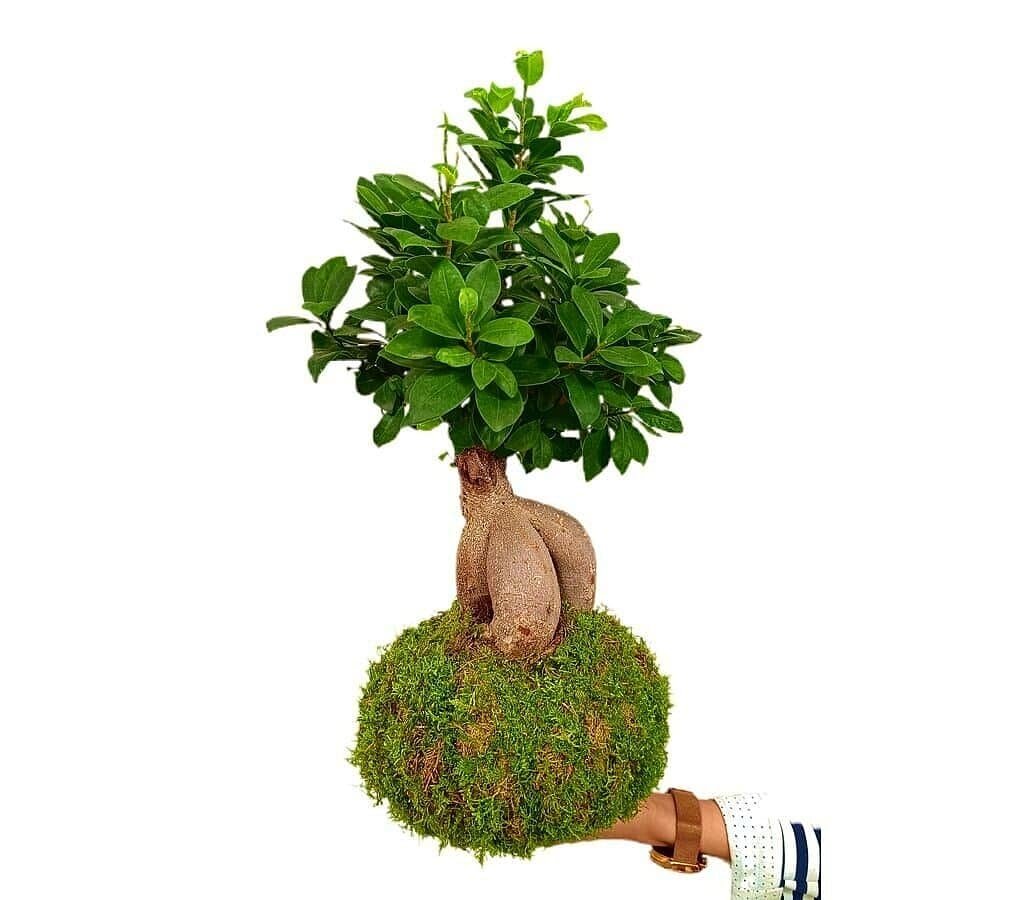 Kokedama Ficus Ginseng 50cm_0