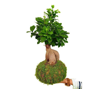 Kokedama Ficus Ginseng 50cm_0