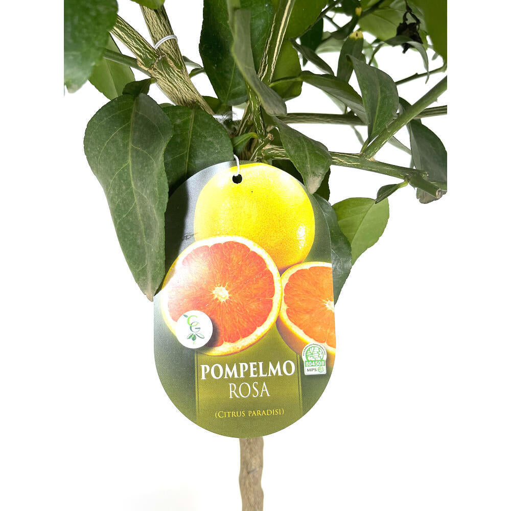 Pomelo Rosa M20 90cm_1