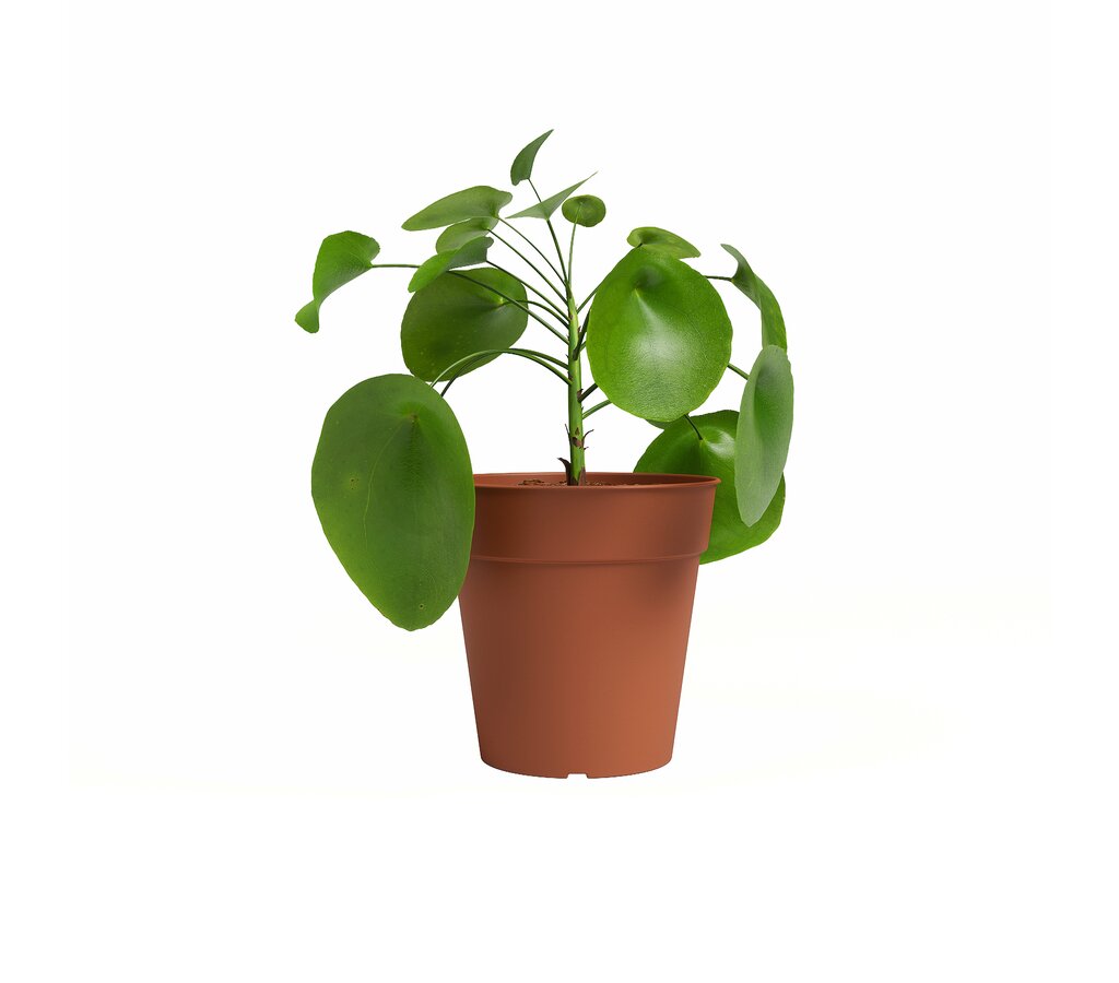 Artevasi Macetero Madagascar Terracota 19 Cm De Plástico Reciclado_0