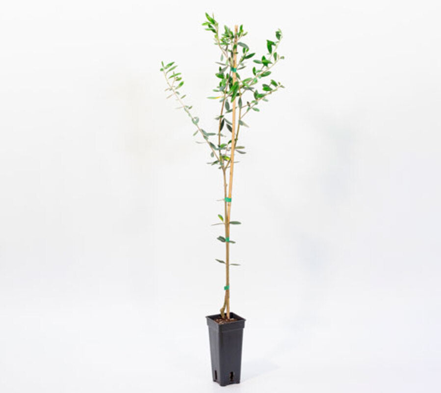 Olivo Manzanillo - Plantón 1 Metro - Aceituna Manzanilla - Planta Viva_1