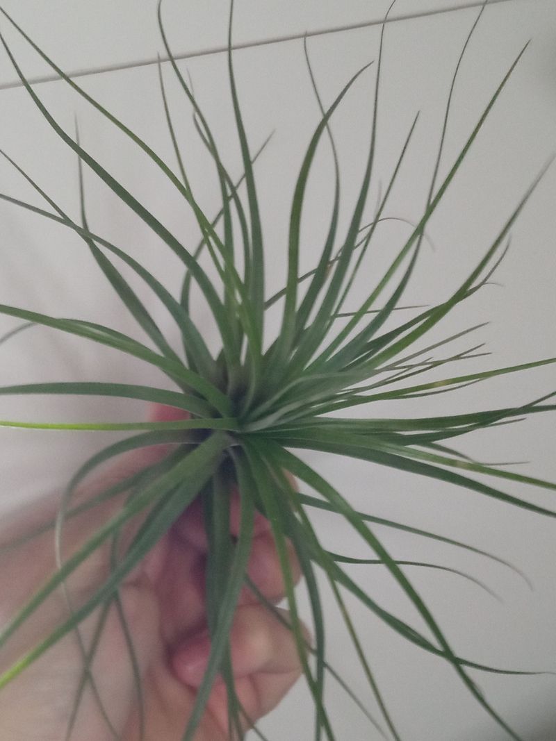 Tillandsia Floribunda Planta Clavel Del Aire_0