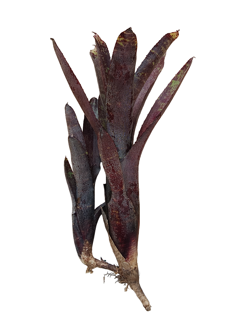 Planta Bromelia Neoregelia Ampullacea Purpurea Ideal Terrario_0