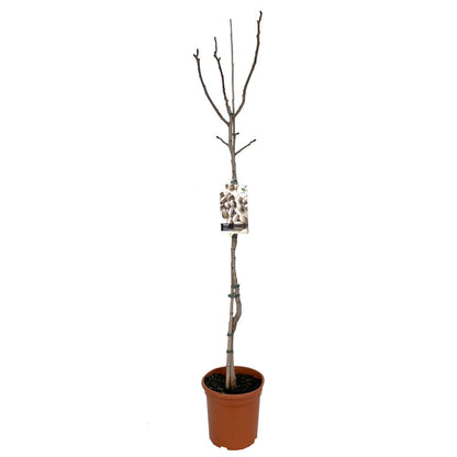 Arbol De Pistacho Hembra M26 150cm (septiembre)_1
