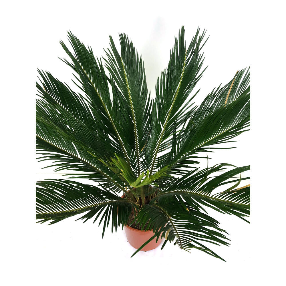 Cyca Revoluta M21 70cm_1