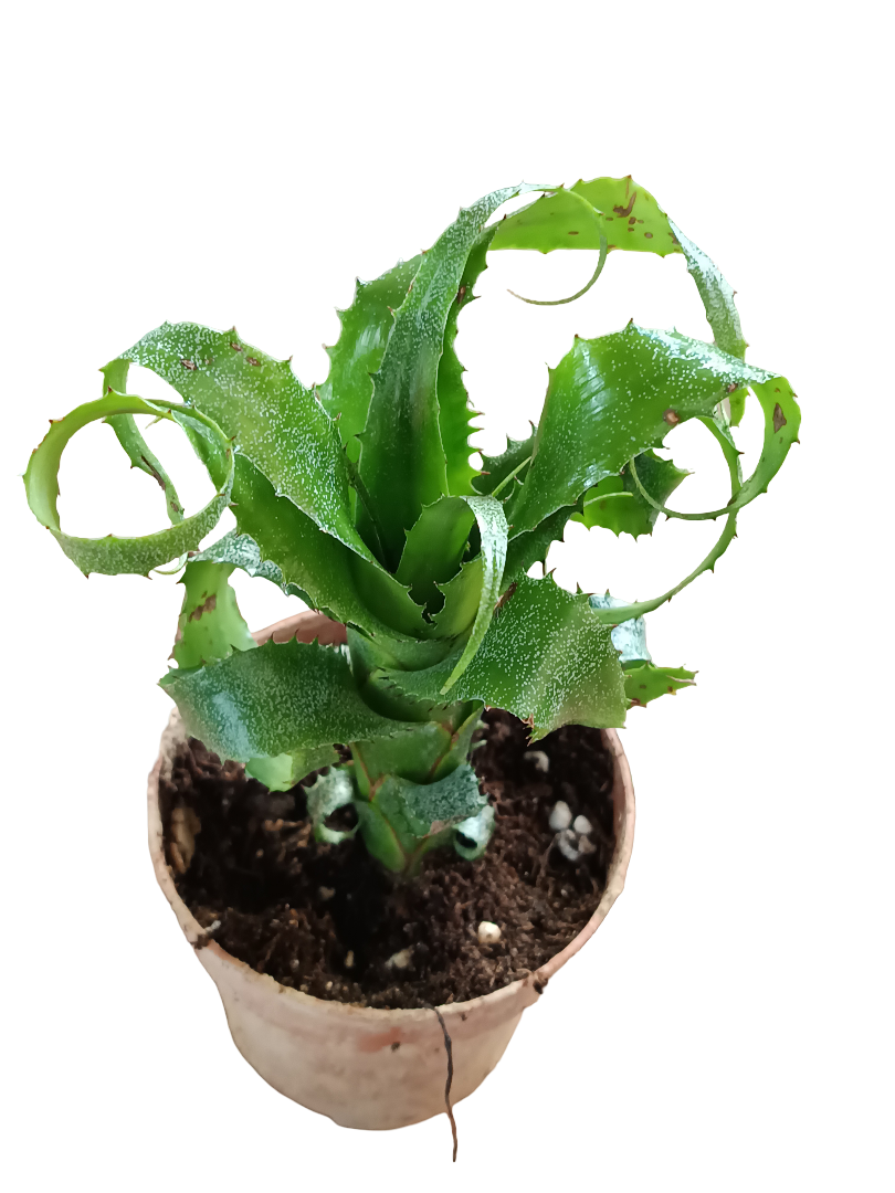 Neoregelia Mooreana Planta Bromelia Para Terrarios E Inteior_0