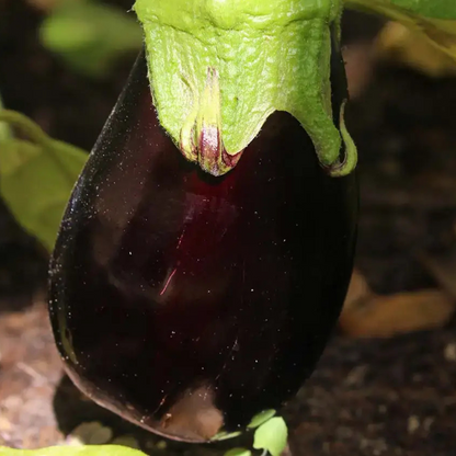 Kit De Cultivo De Berenjena Larga Negra Grow Me – Huerto Urbano Ecológico_1