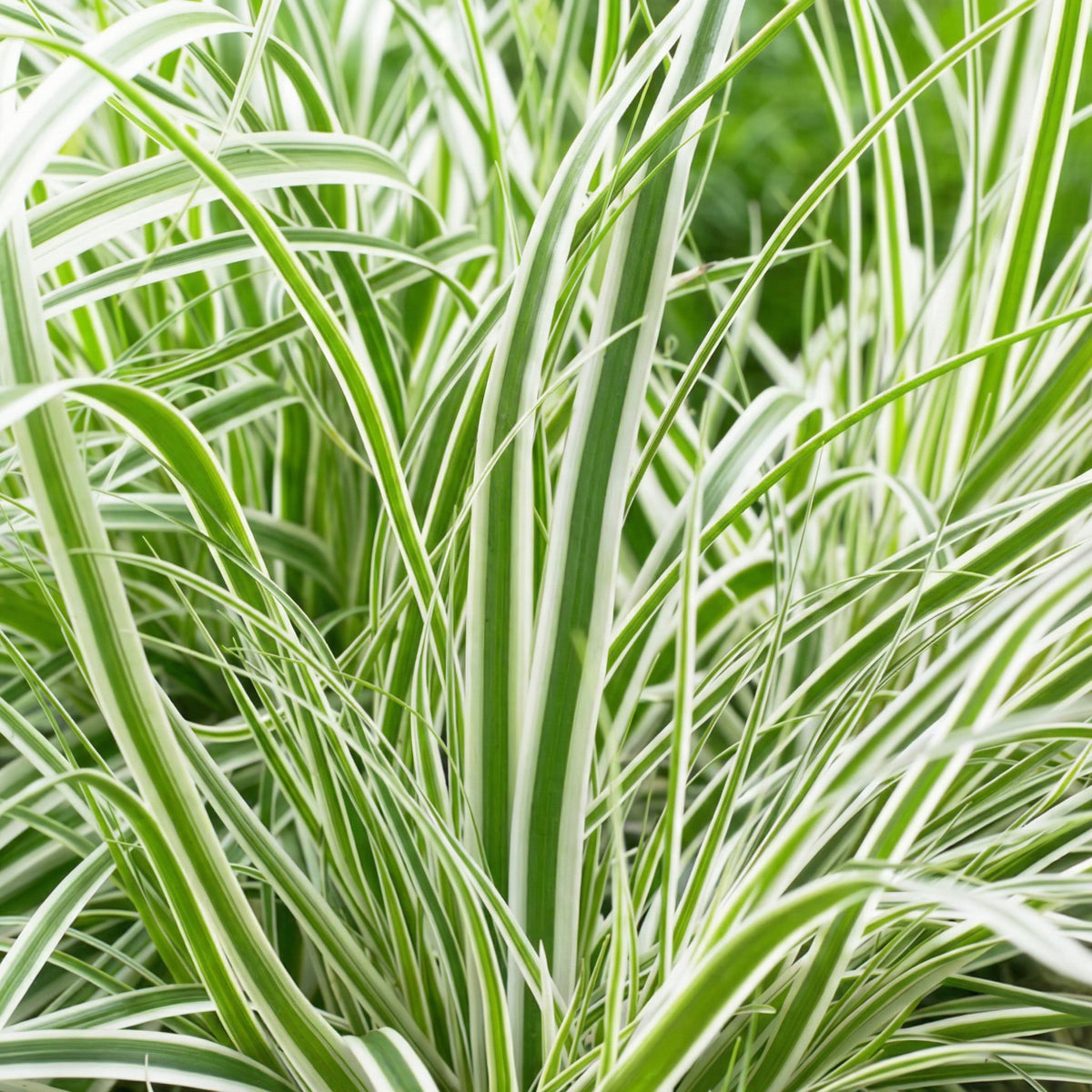 Cárex - Carex - Set De 4 Con Cesta_2