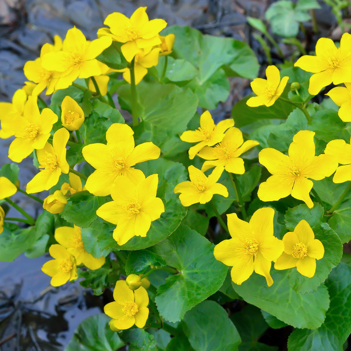 Calta Palustre Caltha Palustris Estanque - Set 4 Plantas Con Cesta Y Sustrato_2