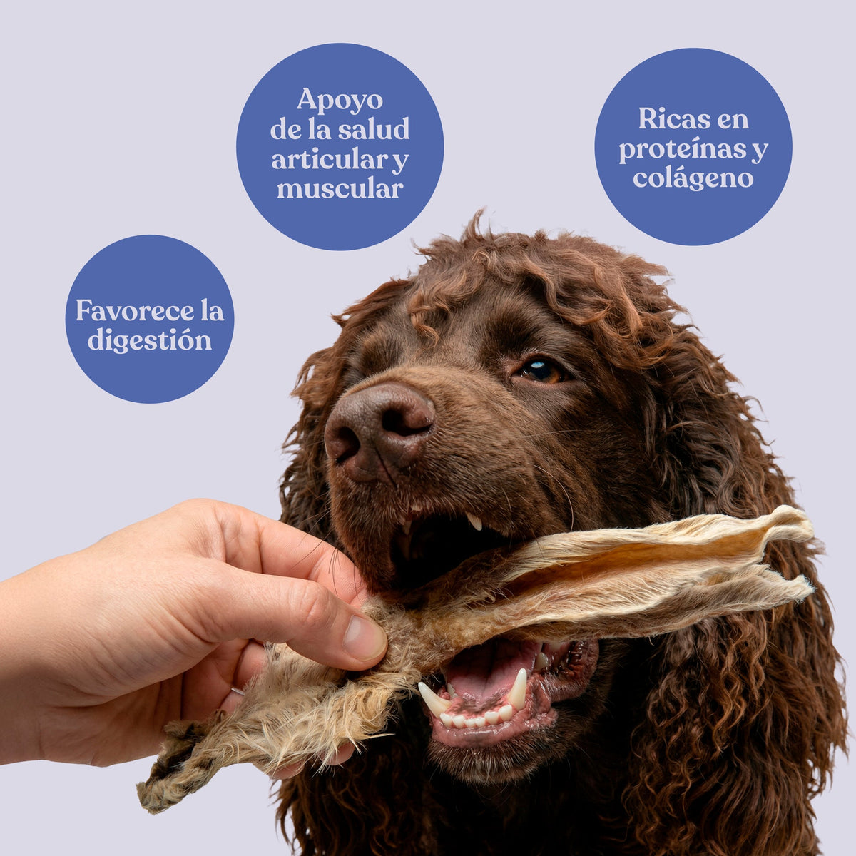 Snack Orejas de Conejo con Pelo para Perros Snack Natural 200 g dr.bimix