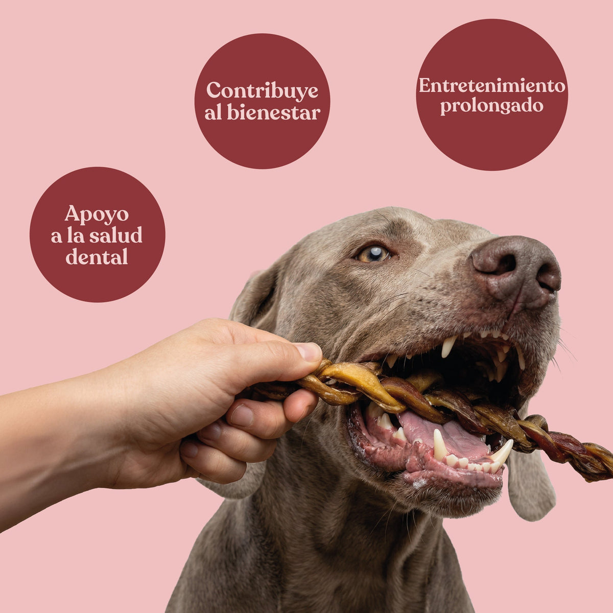 Snack Nervio de Toro para Perros de Larga Duración 30 cm 265 g dr.bimix