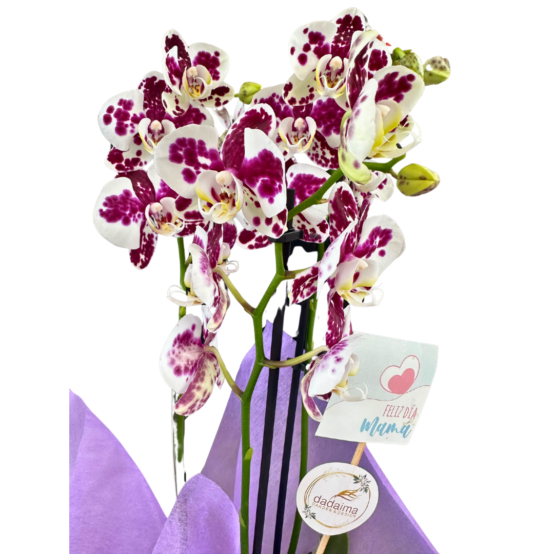 Orquídea O Phalaenopsis 2 Varas, Especial Para Regalo_1