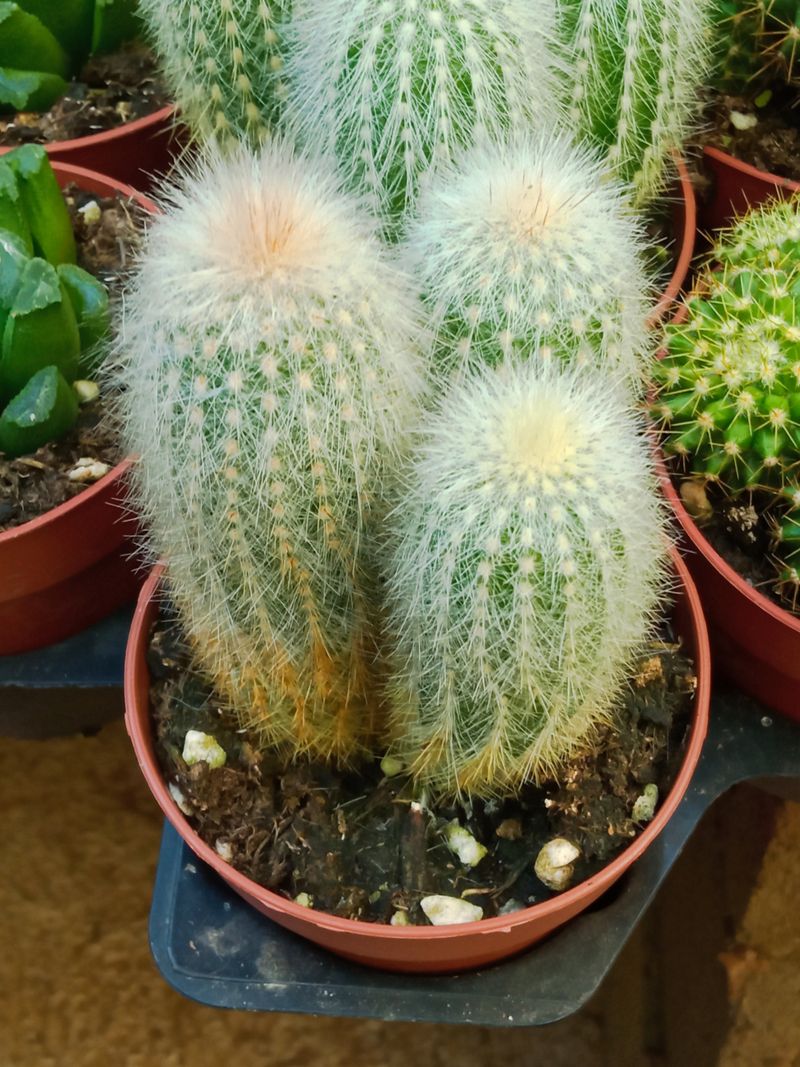 Cleistocactus Strausii 8 Cms Aprox Cactus Columnar_0