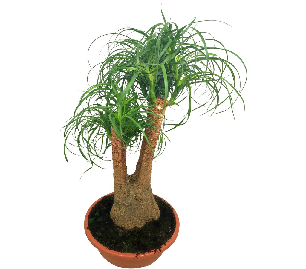 Beaucarnea Ramificada T27 60-80cm (pata De Elefante O Nolina)_2