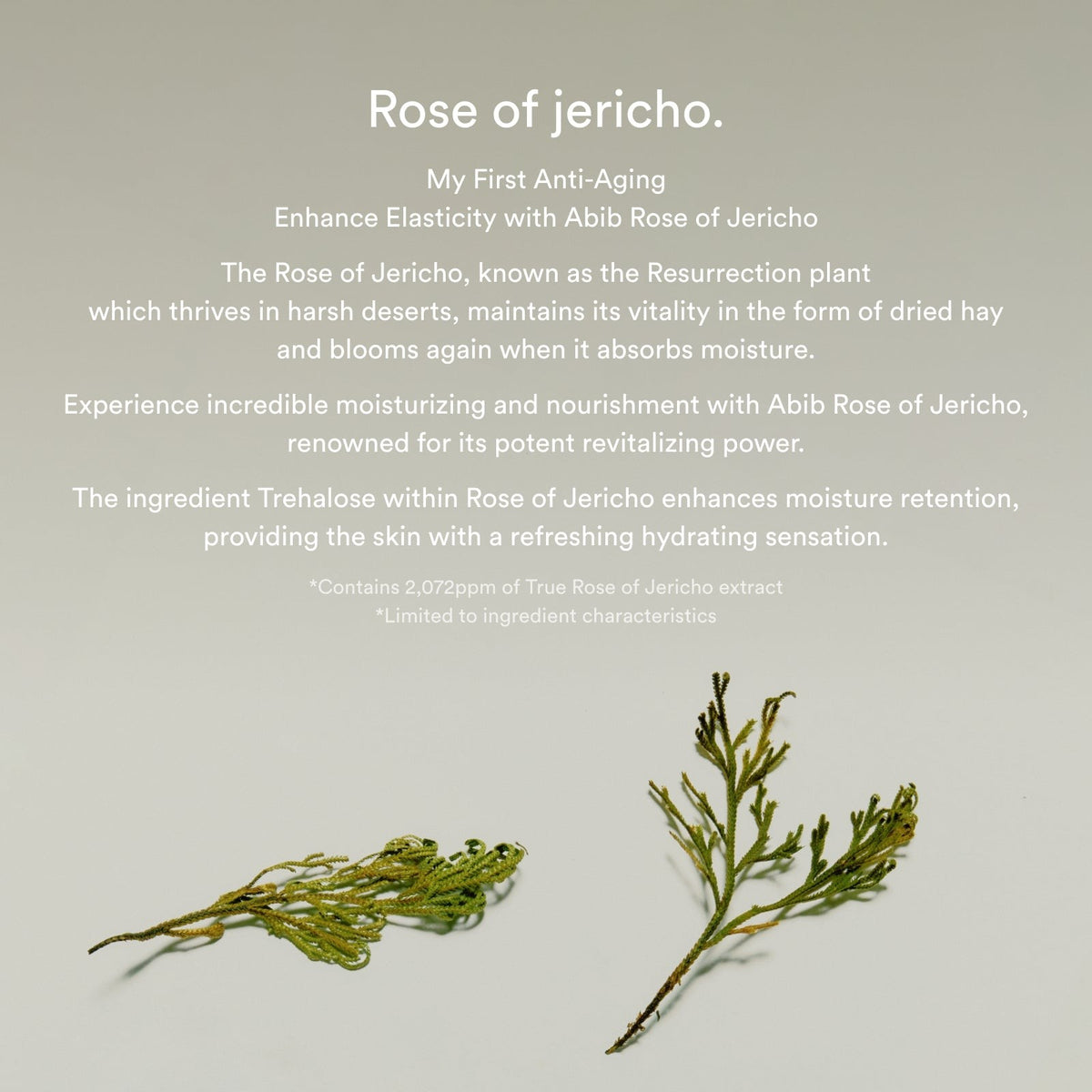 Jericho Rose Bifida Serum Firming Drop Abib