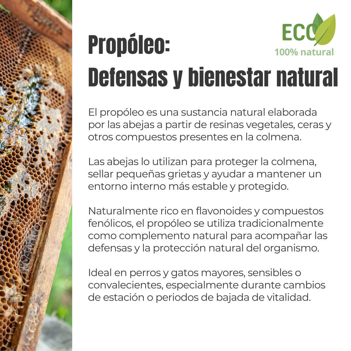 Propóleo ECO para perros y gatos – Defensas naturales – 100 g_3
