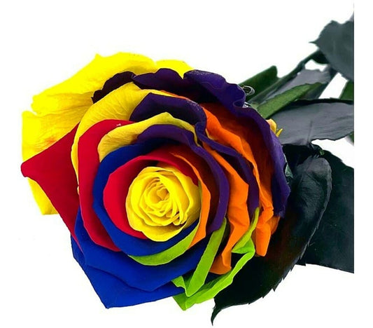 Mundo Eterno Rosa Preservada Multicolor 25cm_0