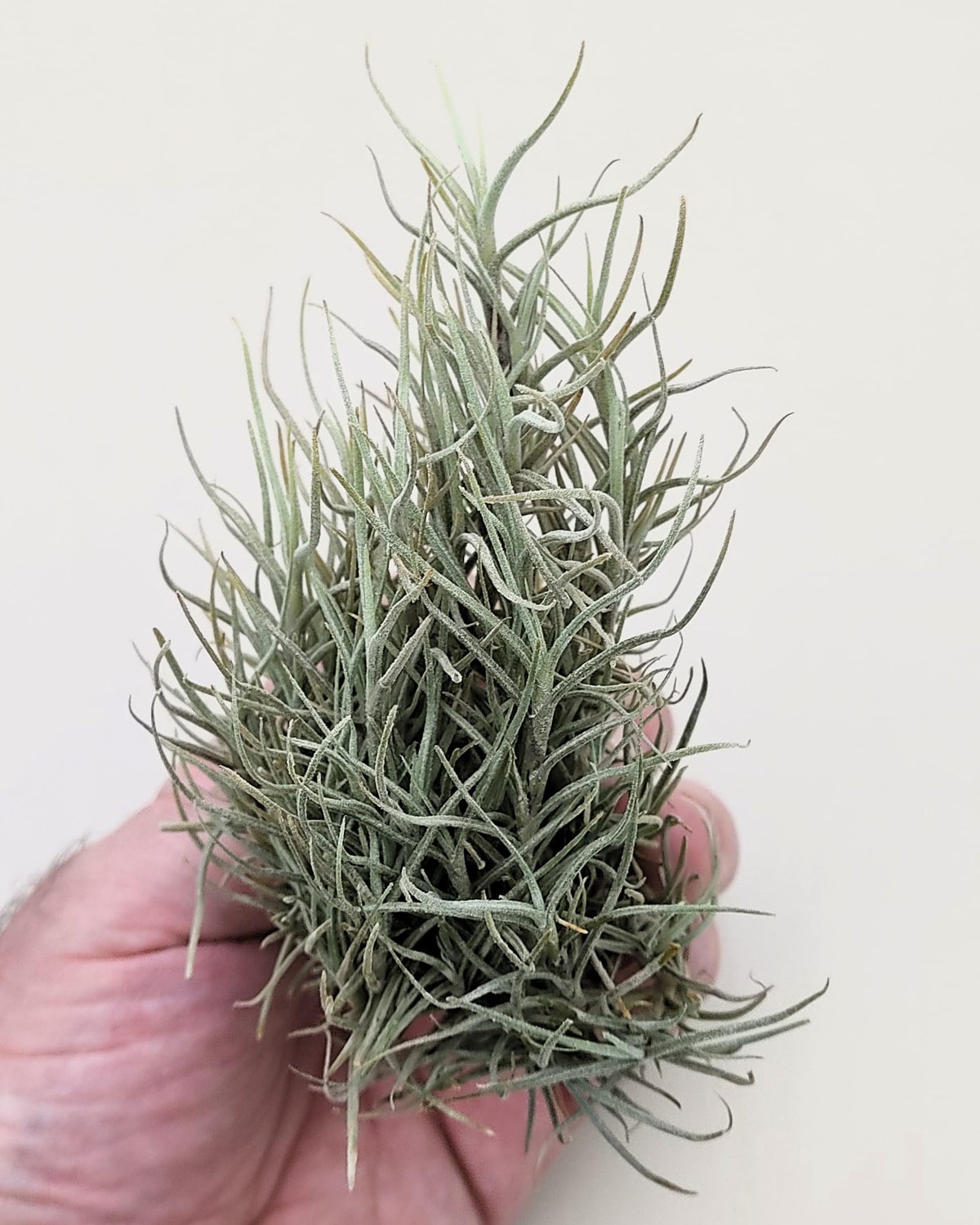 Tillandsia capillaris; tillandsia liquen, planta del aire; Curiosarium; altura 8 cm, diámetro 12-15 cm_3