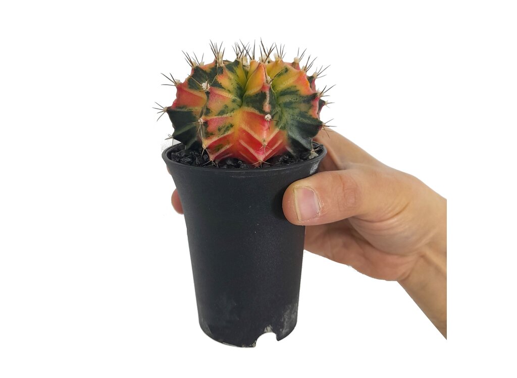 Gymnocalycium Variegata M6_0