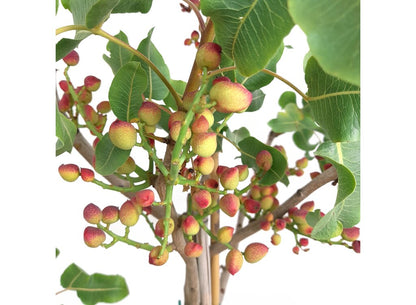 Pistacho Hembra M30 150-170cm_1