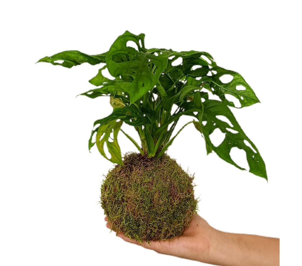 Kokedama Obliqua 35cm_0