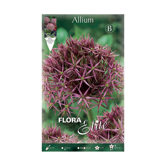 Bulbos Allium christophii morado 3 uds
