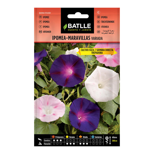 Semillas de Ipomea variada Batlle
