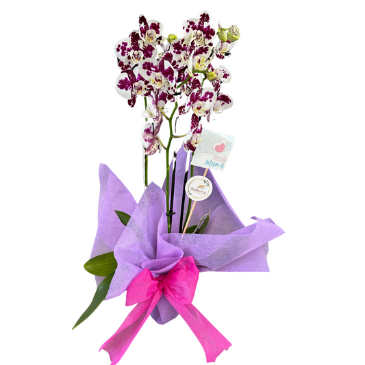 Orquídea O Phalaenopsis 2 Varas, Especial Para Regalo_0