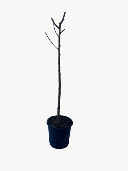 Frutal Nectarina Carne Blanca - Planta Natural - Maceta 26cm - Altura Aprox. 120/150_2