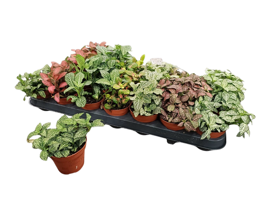 1 Planta Surtida Fittonia De Colores Ø8_0