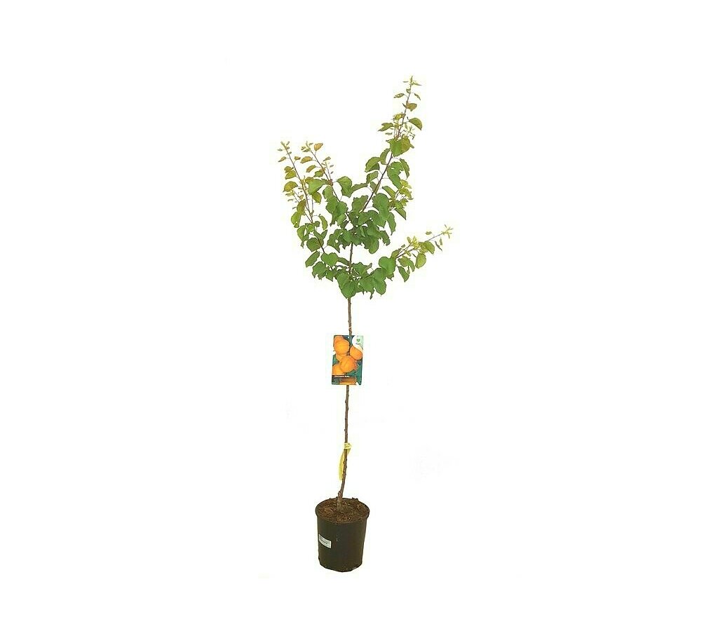 Árbol Frutal Albaricoquero Bulida M22 120-150 Cm Para Exterior_0