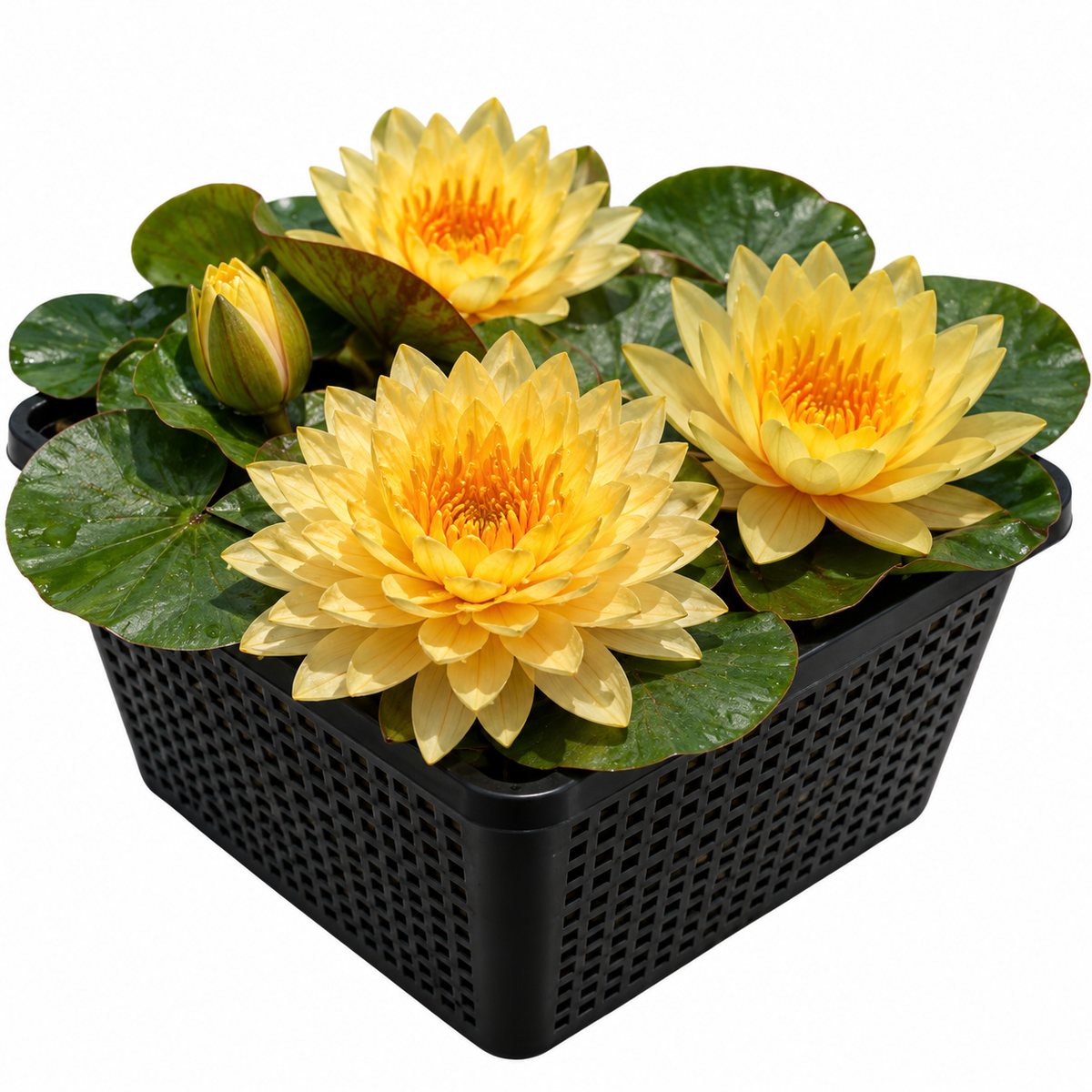 Nenúfar - Nymphaea 'alexsea'_0