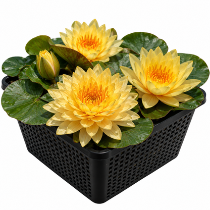 Nenúfar - Nymphaea 'alexsea'_0
