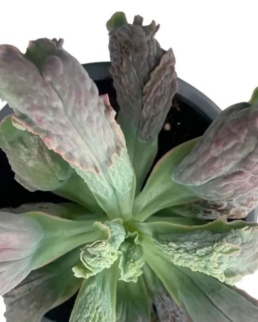 Echeveria 'Linguas'; suculenta "monstruosa", verde-gris-rosa; Curiosarium; altura 10-12 cm, diámetro 18-20 cm_0