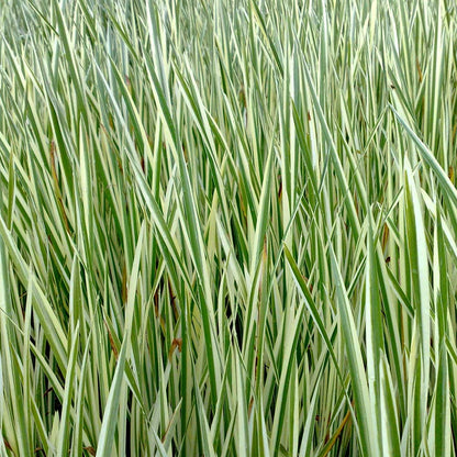 Ácoro - Acorus Calamus - 12 Plantas_2