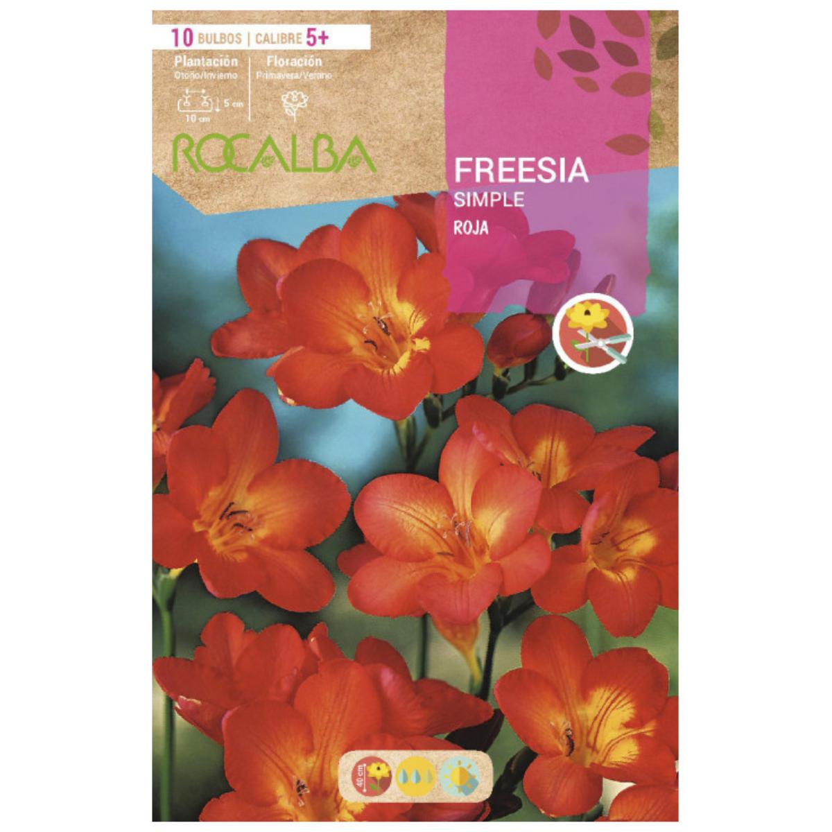 Bulbo Freesia simple rojo 10 uds Rocalba