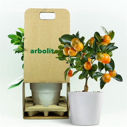 Calamondin - Naranjo Enano - Cítricos Comestibles - Maceta Cerámica - Planta Viva_1