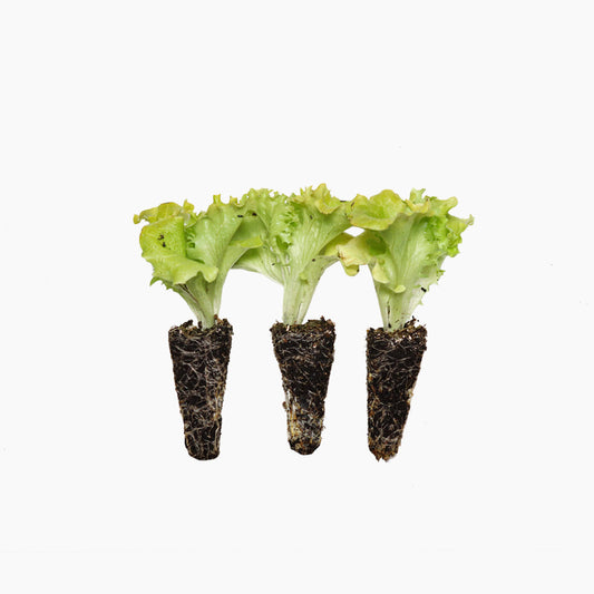 Plantón Lechuga Lollo Bionda 10 Unidades - PlantaBo_0
