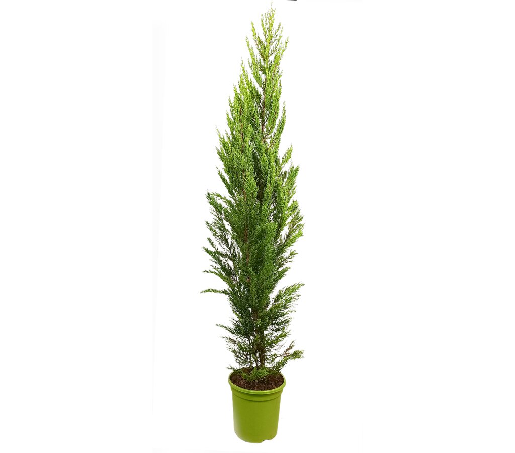Cupressus Macrocarpa Goldcrest M25 150cm_0