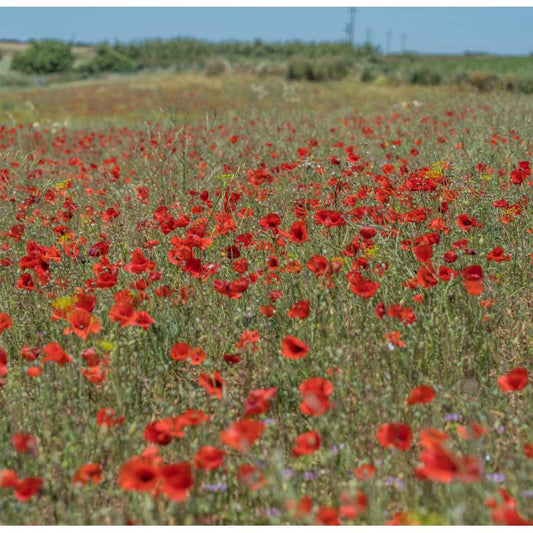 Semillas De Amapola Roja Ecológicas_0