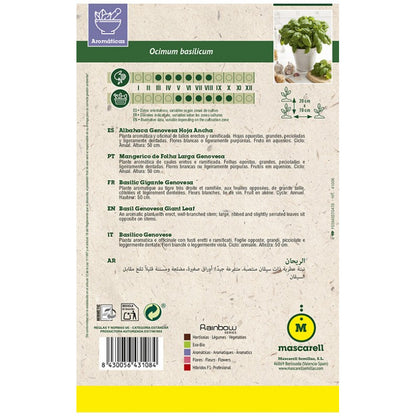 Semillas Albahaca Genovesa Hoja Ancha_1