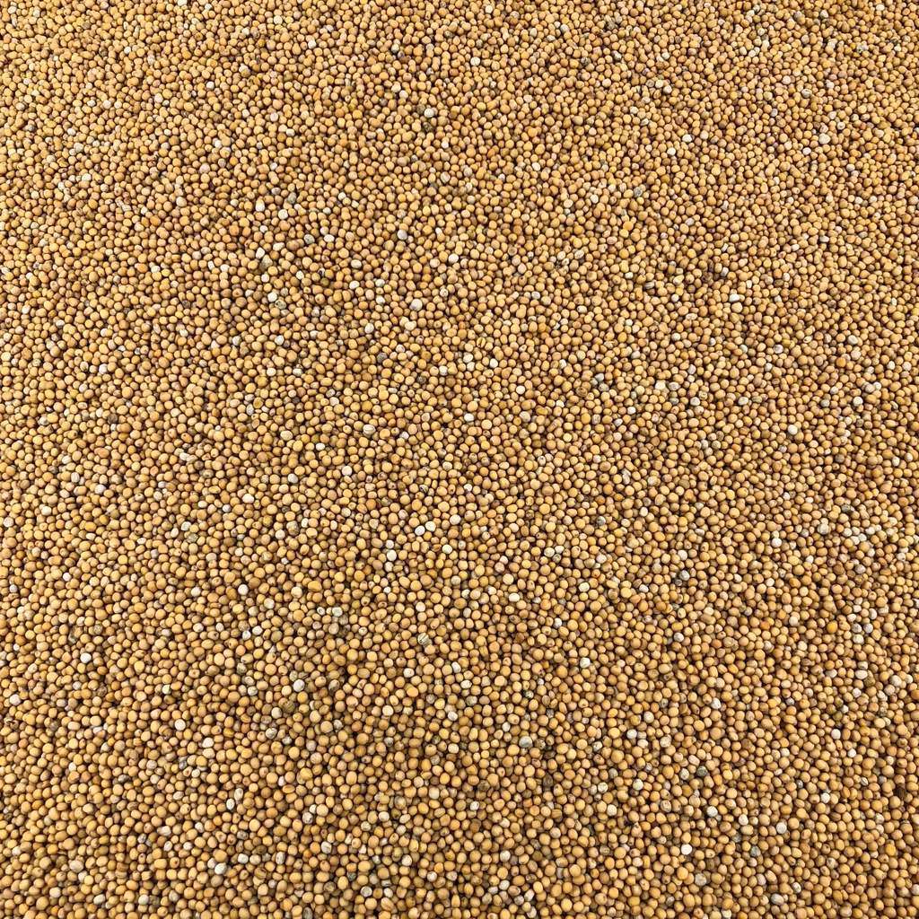Semillas De Mostaza Amarilla Orgánica A Granel 10 Kg_0