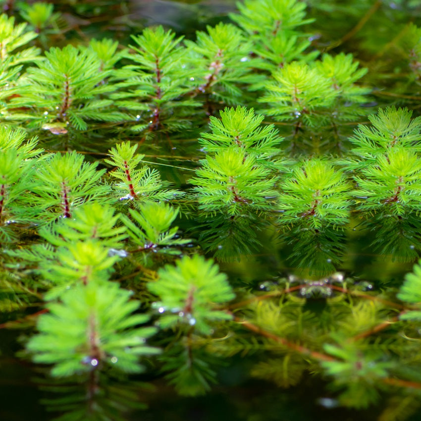 Milhojas - Myriophyllum Rubricaule - 12 Plantas_2
